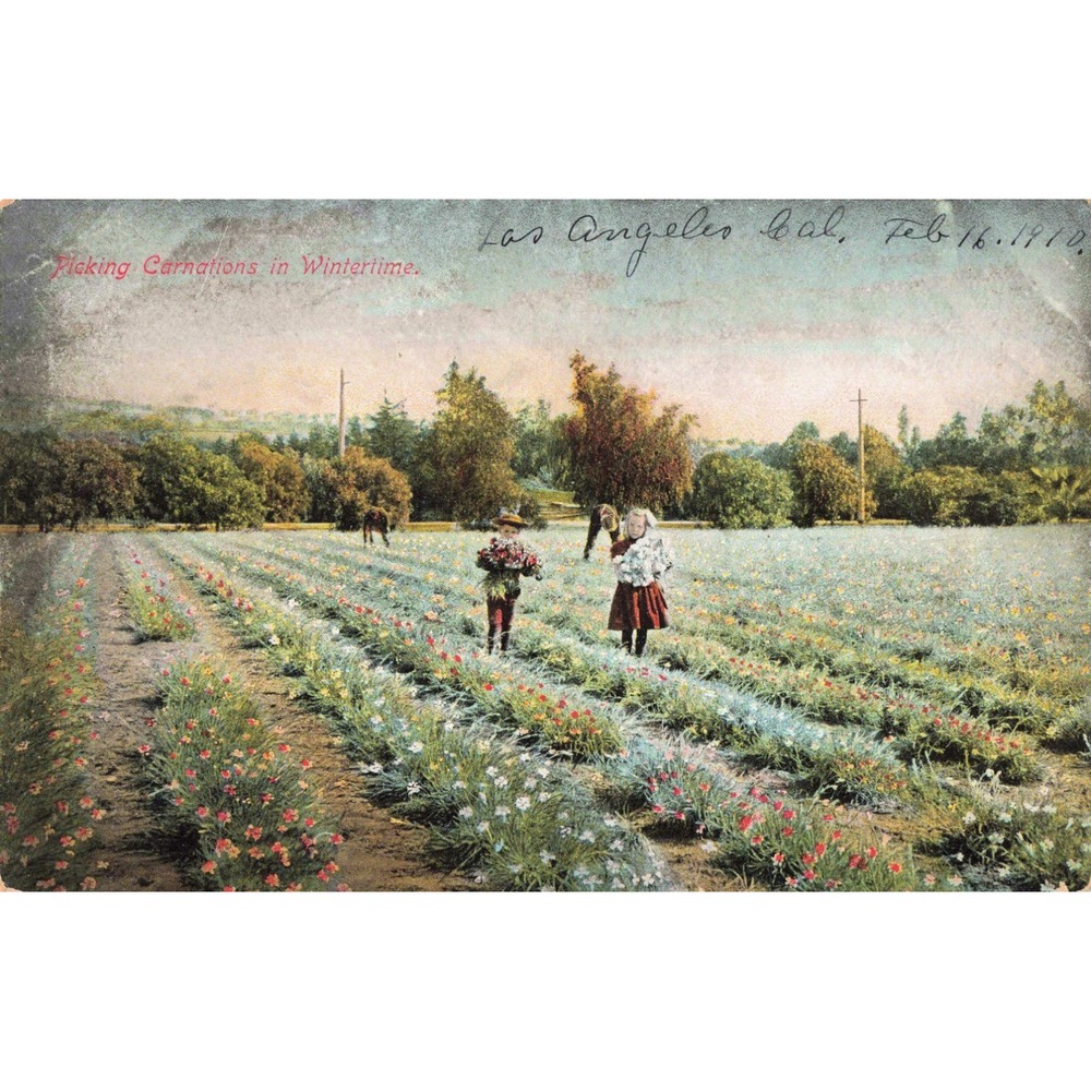 Vtg 1910 Los Angeles CA Picking Carnations Field Postcard Divided Back VG - Picture 1 of 2